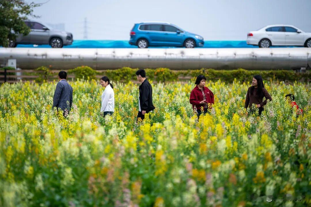 【南沙七彩油菜花田又来了！】东涌官坦农业园七彩油菜花悄然绽放，快来打卡吧！位于官