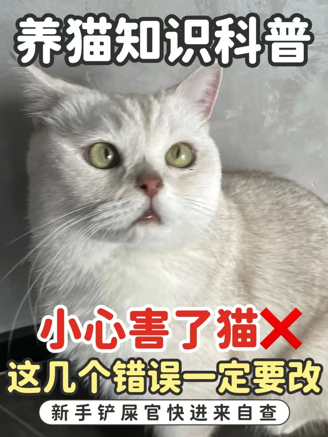 第一次养猫⚠这几个禁忌千万别做