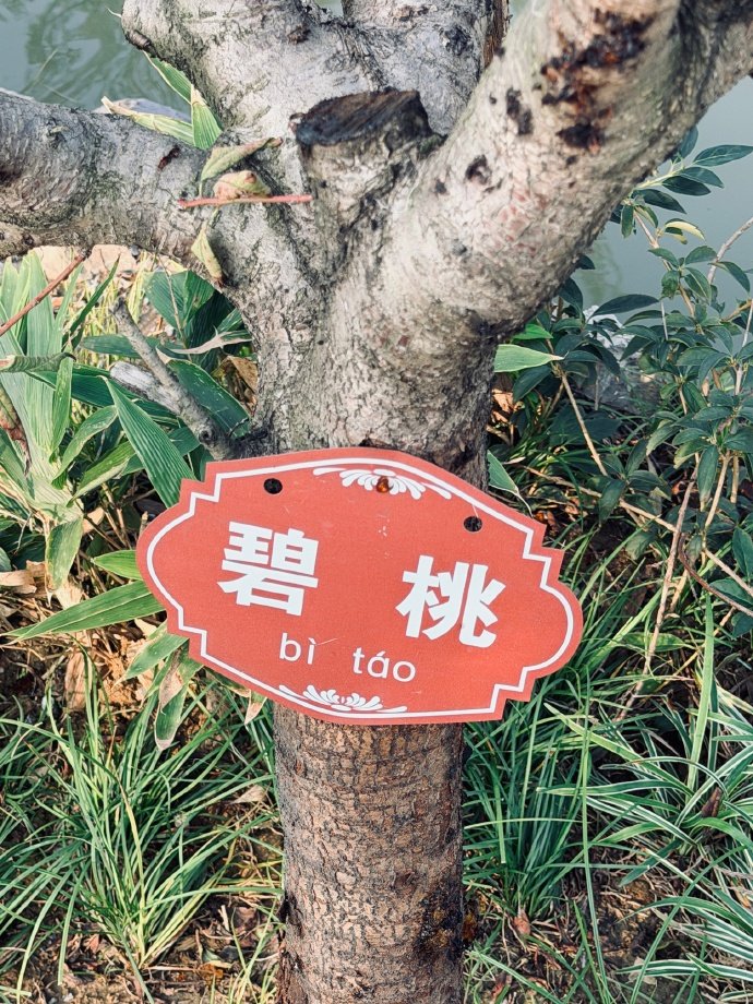 【惠英红晒碧桃艾特田曦薇】惠英红也在看嫁金钗 10月21日，发文：刚拍照看到了非