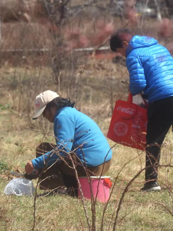 首先是对自然与健康的本能向往。在钢筋水泥的都市丛林中久居，年轻人渴望通过亲手采摘