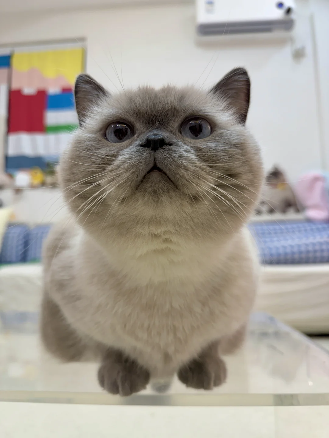 云月山不踩雷|托小猫的福住上了新家！