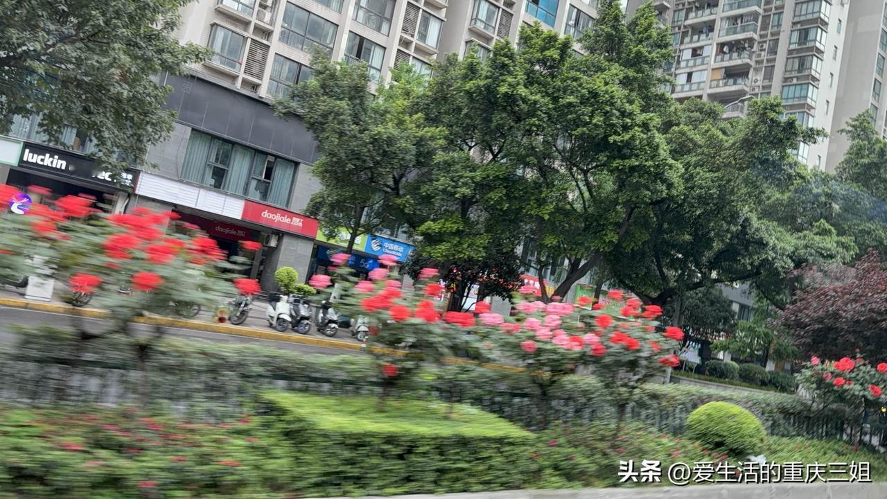 发一张你相册最近拍的花最美重庆行道树，渝中大坪段的玫瑰花开了，太美啦！