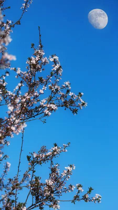 上联：冬去山明水秀，下联：请你来春来风清月朗。