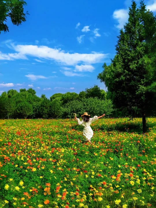 9.8live🌼在圆明园闯入无人版花海！！附机位