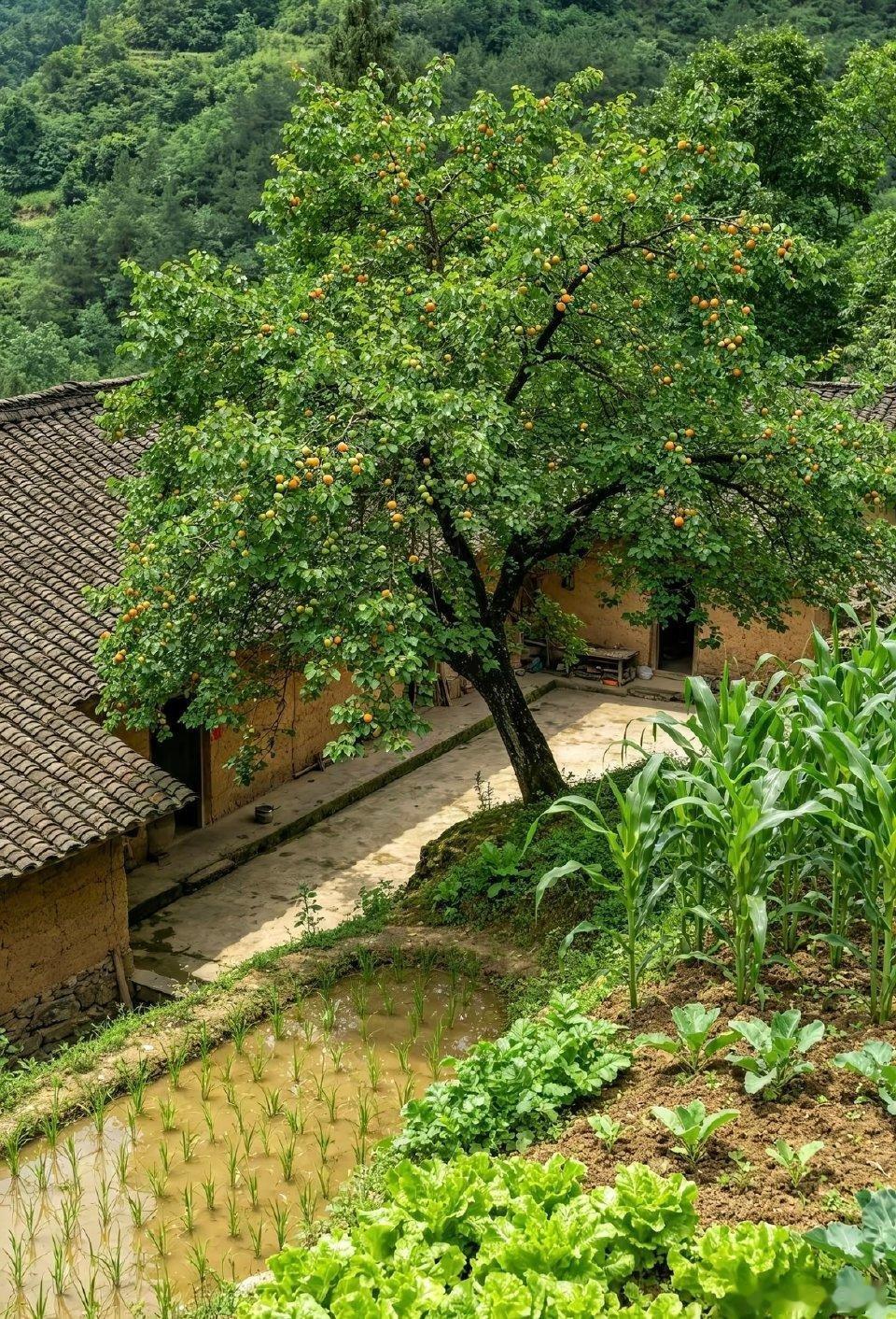 虚岁的唯一作用就是给医生添乱人为什么有虚岁？“因为妈妈比其他人单独拥有了你一年”