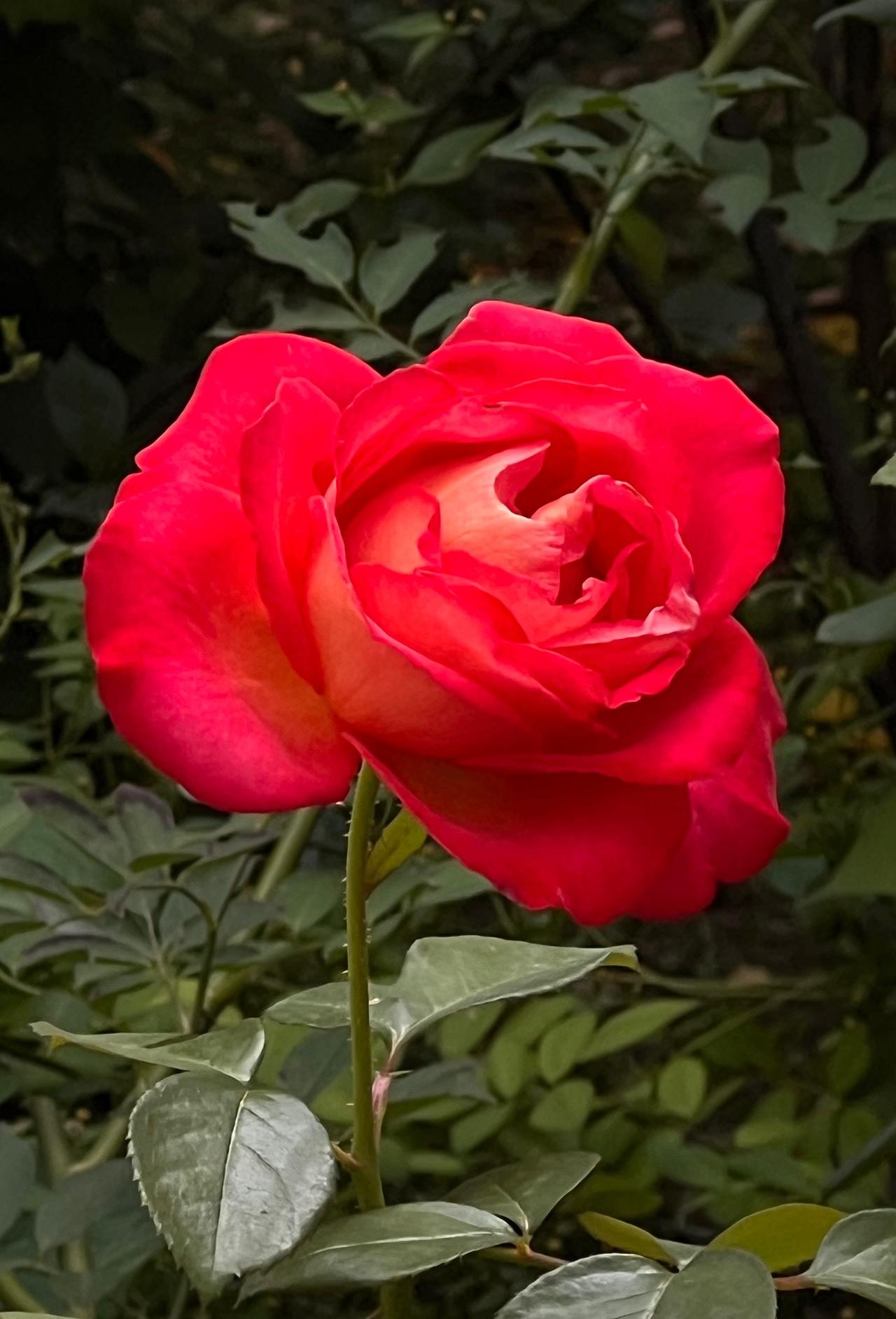 手机随手拍原创图片