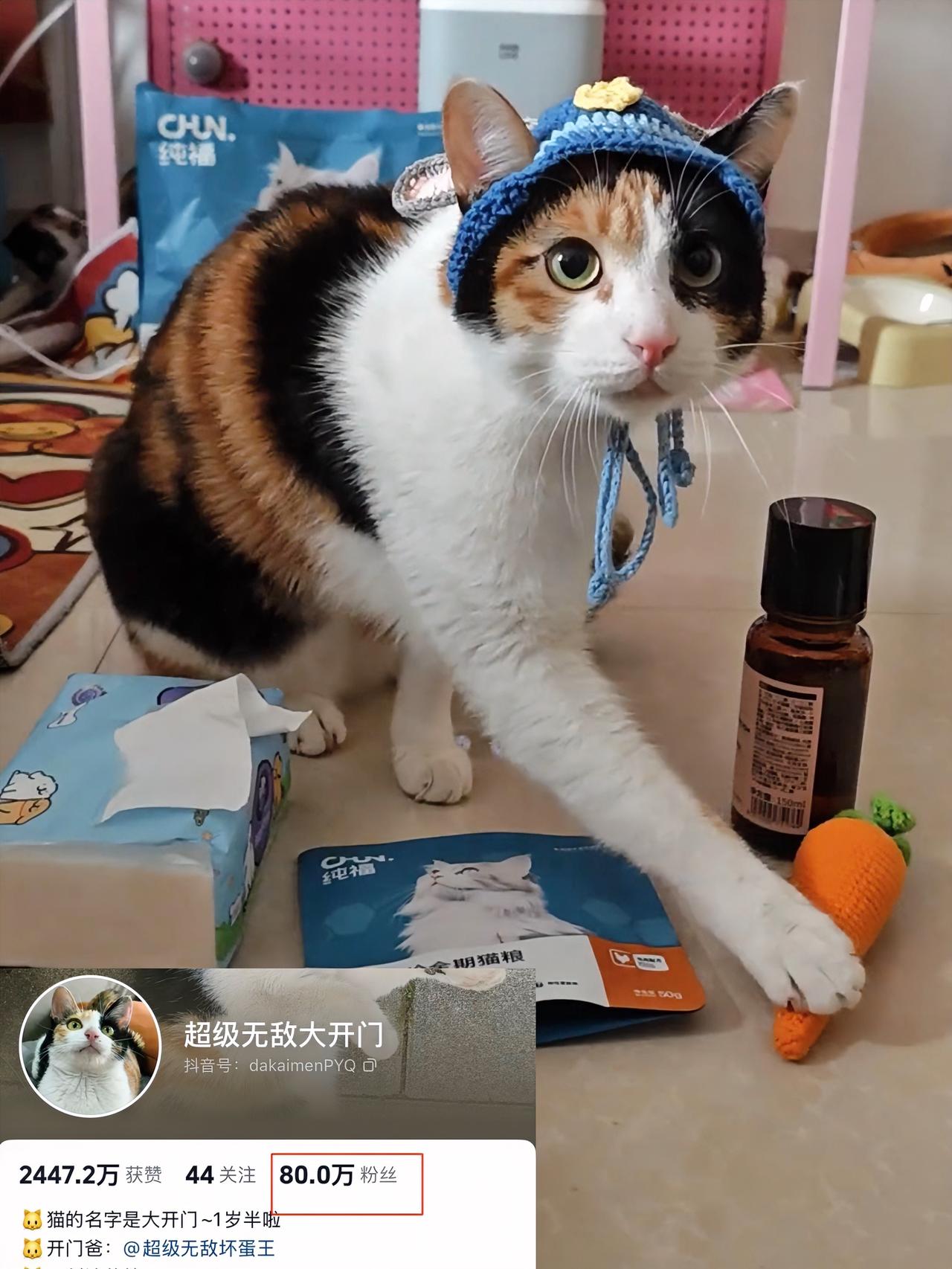真棒猫两天吸粉至80万，博主超级无敌大开门靠无脑猫猜纸巾萝卜火遍全网。

真棒猫