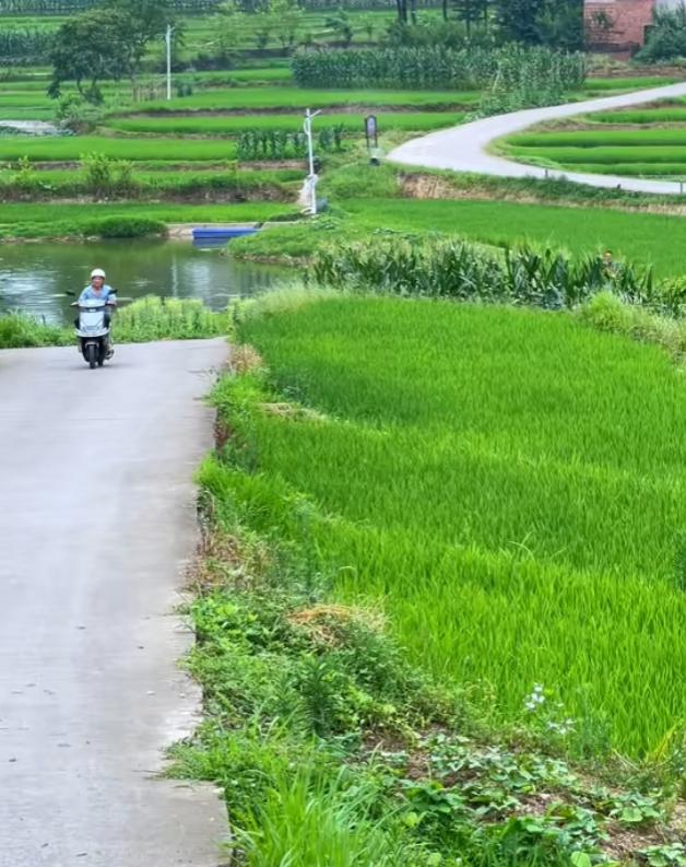我今年35岁，去年公司裁员，我失业了，城里的房租太贵，我就想着先回农村老家待一段