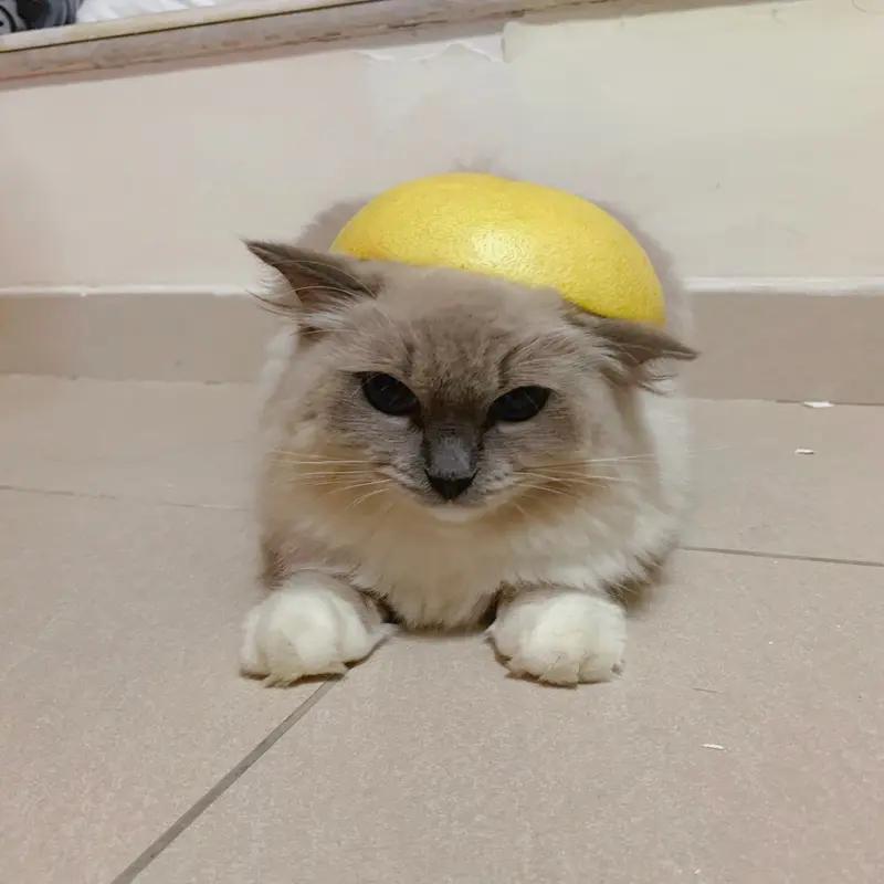 我最喜欢的一张猫咪图，是我自己画的蓝金点长毛猫香瓜。2025年11月26日，因为