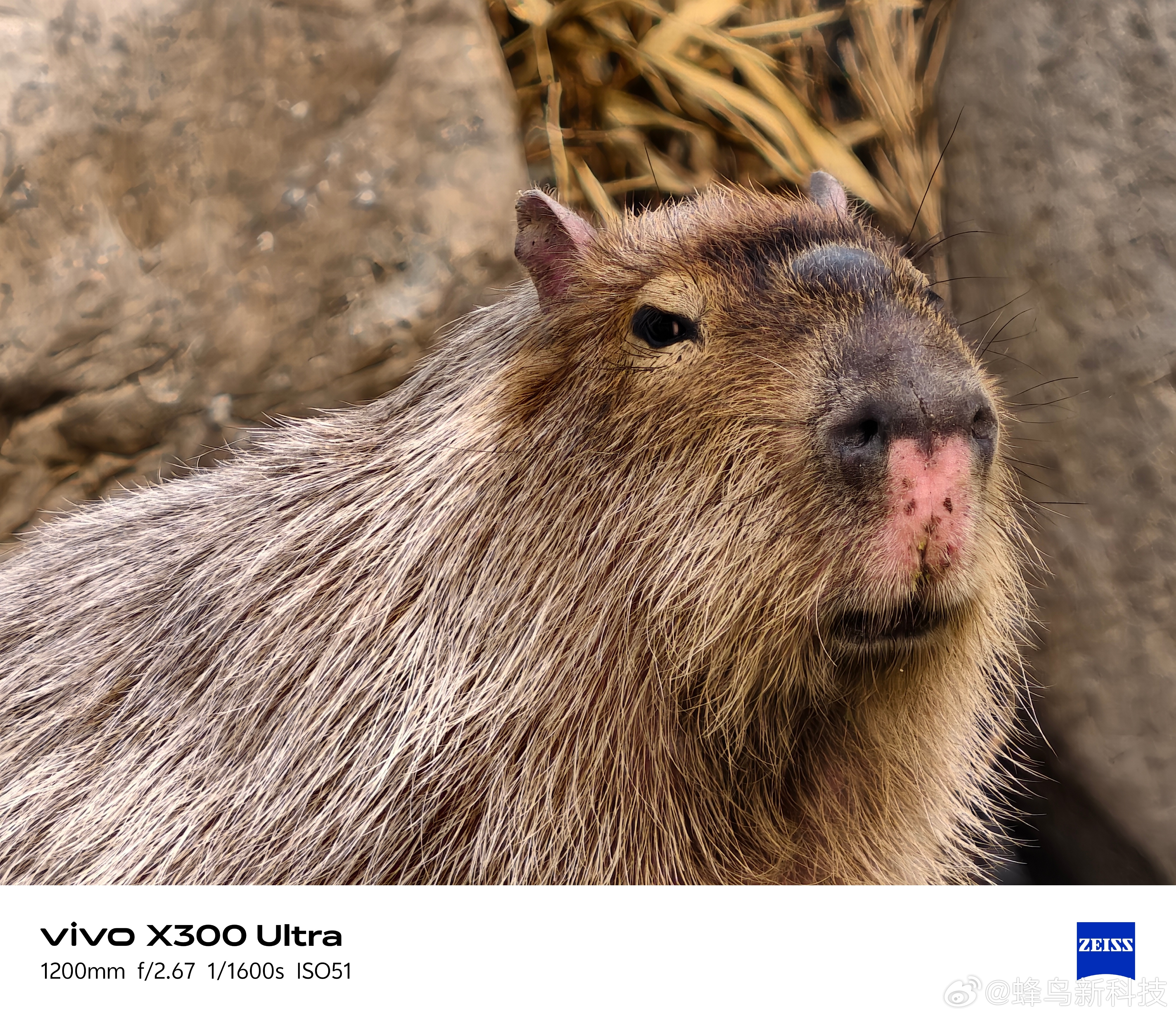 天气暖和了，有增距镜的都去拍动物，简直太好拍了话说卡皮巴拉鼻子上秃了一块是因为总
