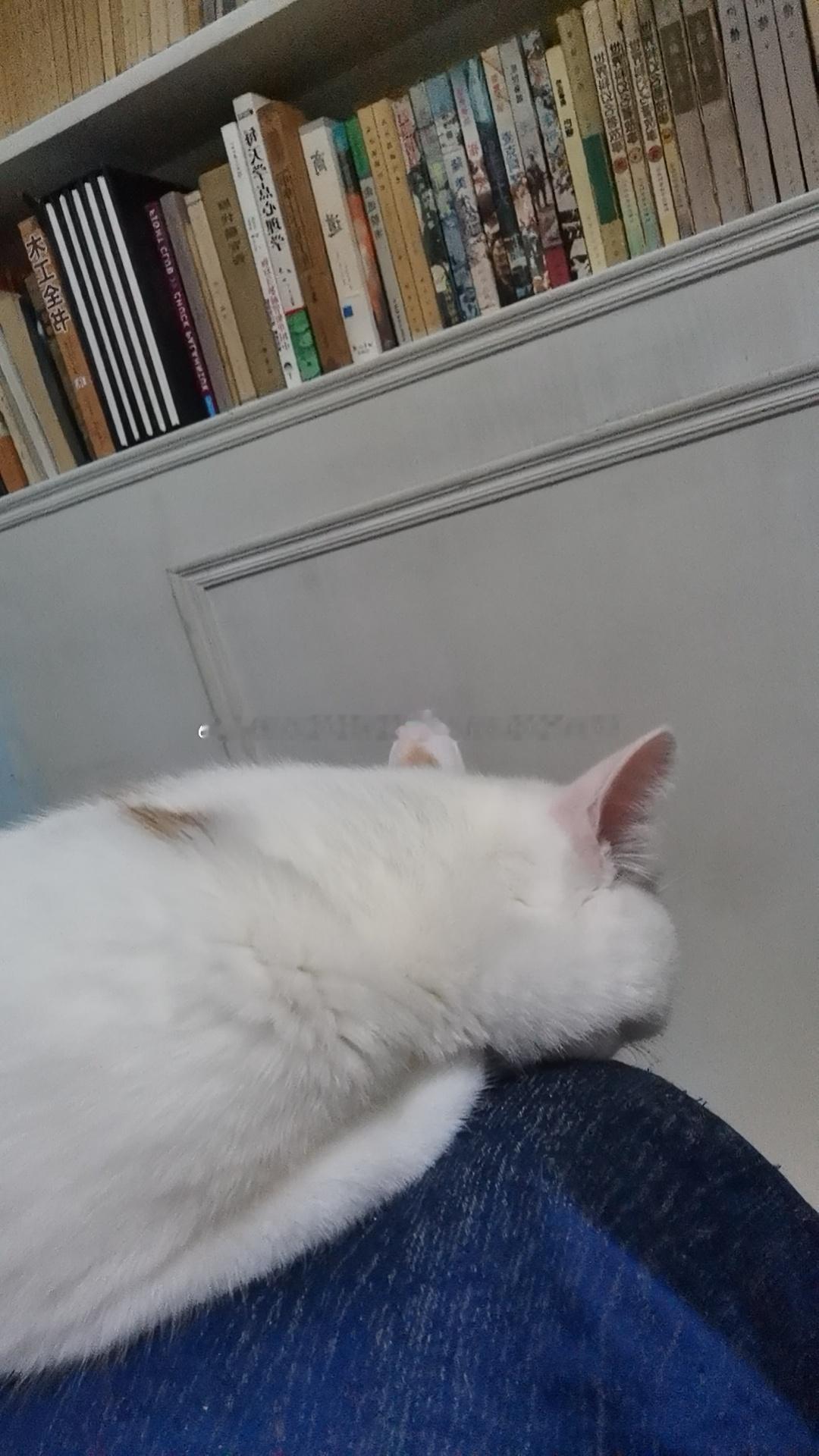 昨晚打雷 下大雨咪丝毫不受影响睡的跟头猪一样