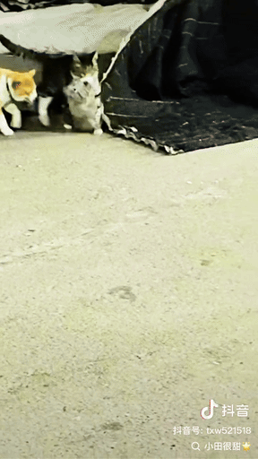 我的蓝猫 不喜欢在我这，跑丢了3月了吧。我的招财和李富贵给我玩命叼回来了。