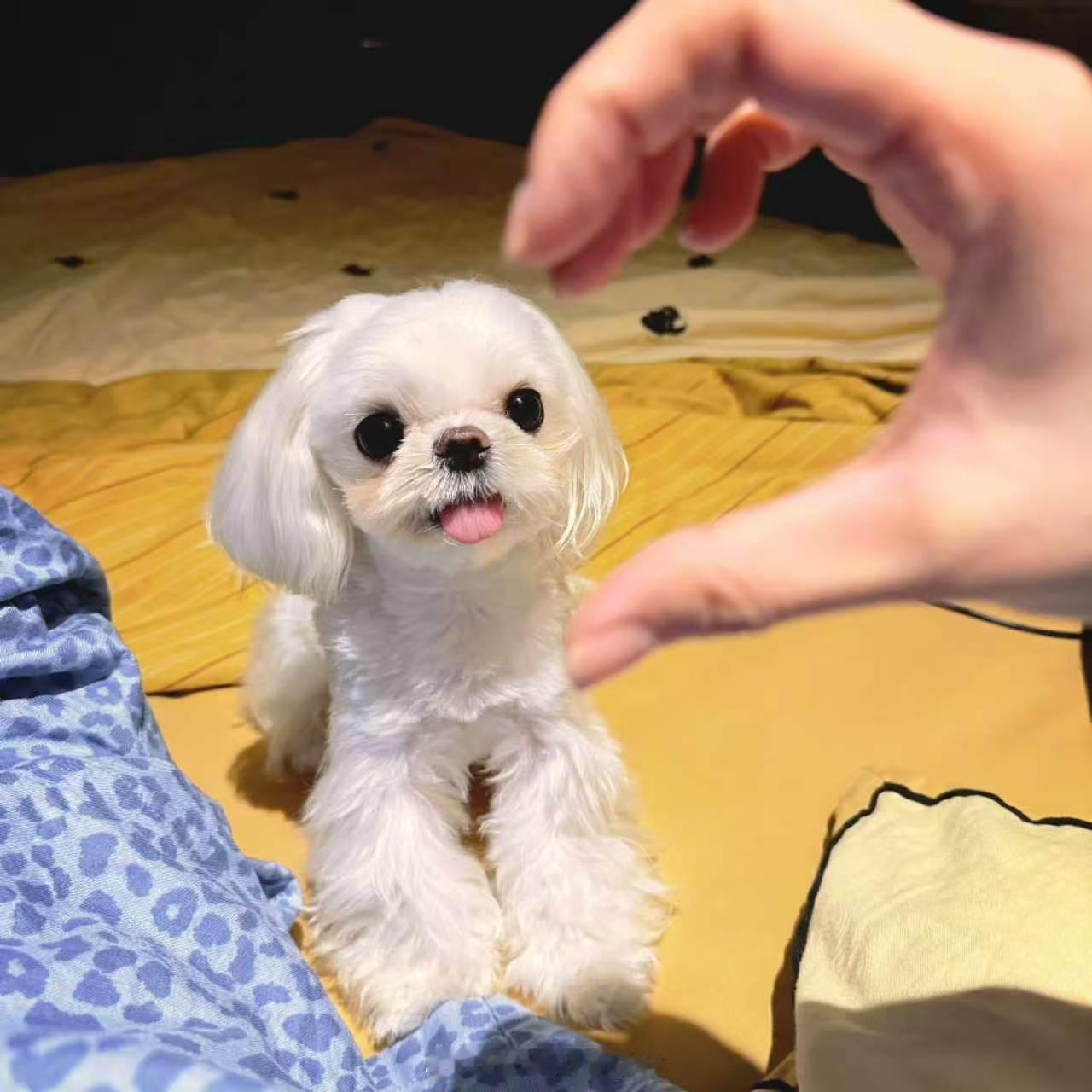 白鹿召唤一只机械大狗狗白鹿抽象完播率 白鹿召唤机械大狗狗后随手砸下来，全程抽象到