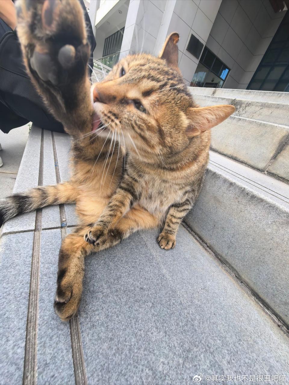 49081【丑猫】学长在线教学妹啃臭 
