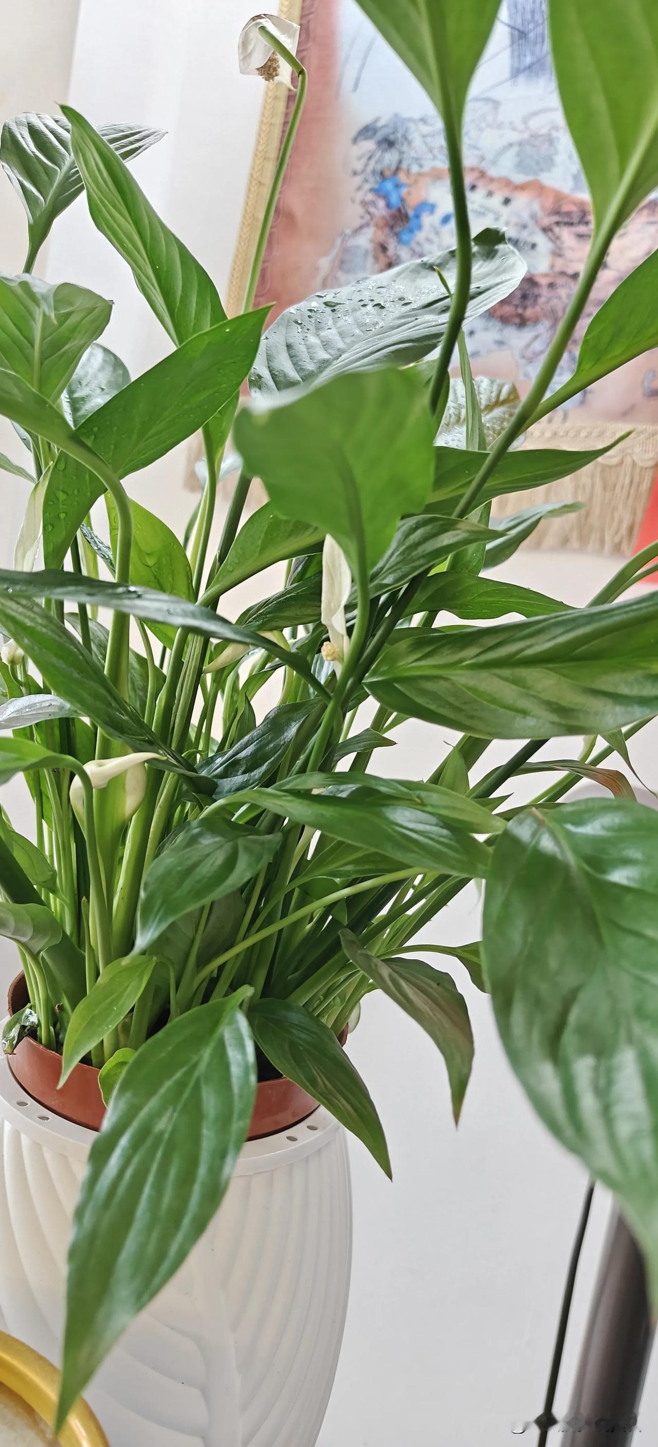 白掌合十绿影长，  
静立案头似佛龛。  
一缕暗香浮暑气，  
心随碧叶渡微凉