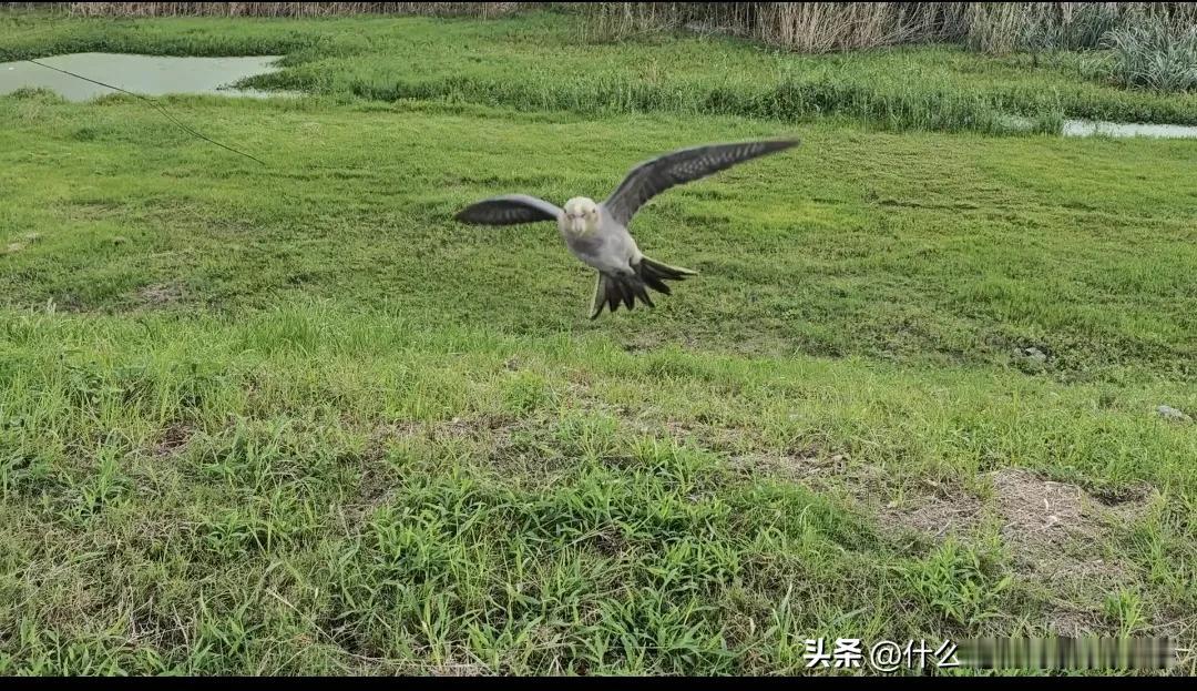 #看看你手机里的小鸟#烦死人了！追我电动车飞！