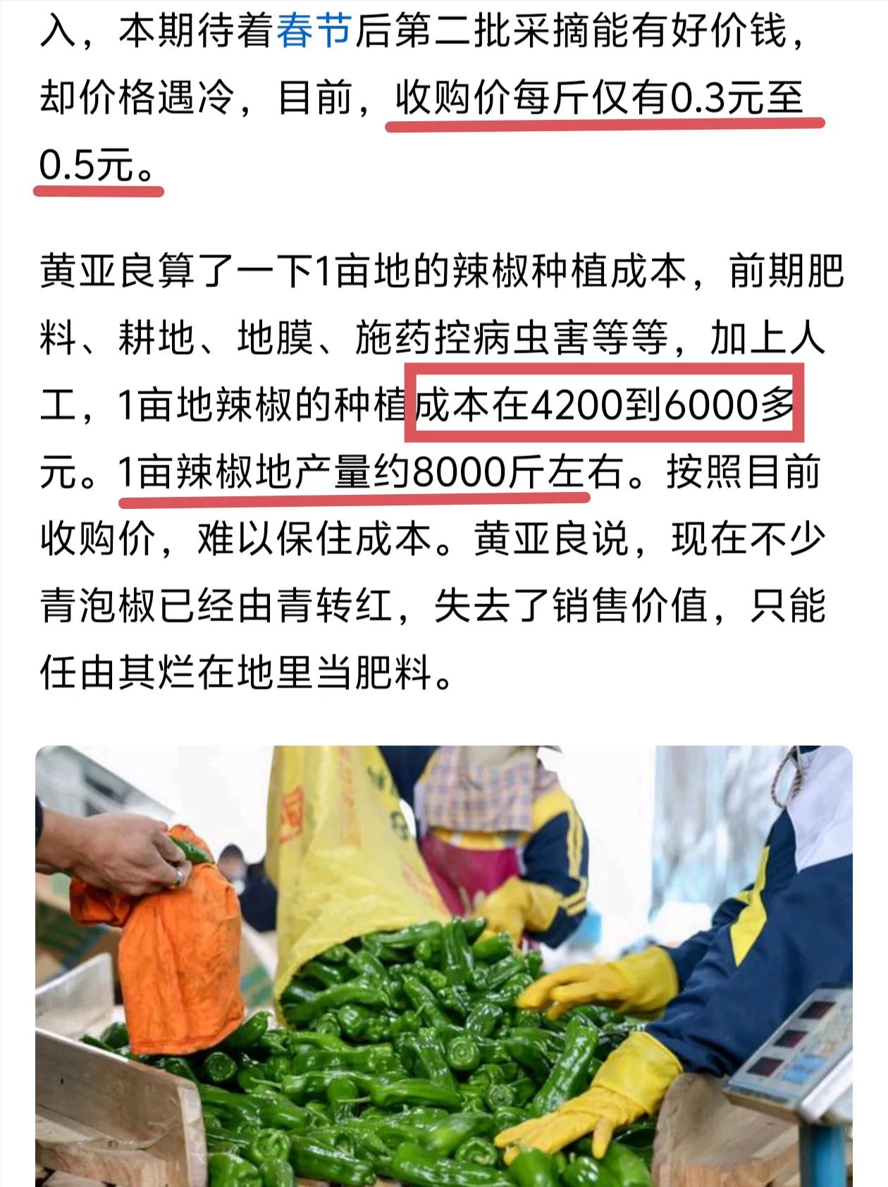 目前海南大量辣椒上市，但是收购价格只有3到5毛一斤，别说不够成本，还不够采摘人工