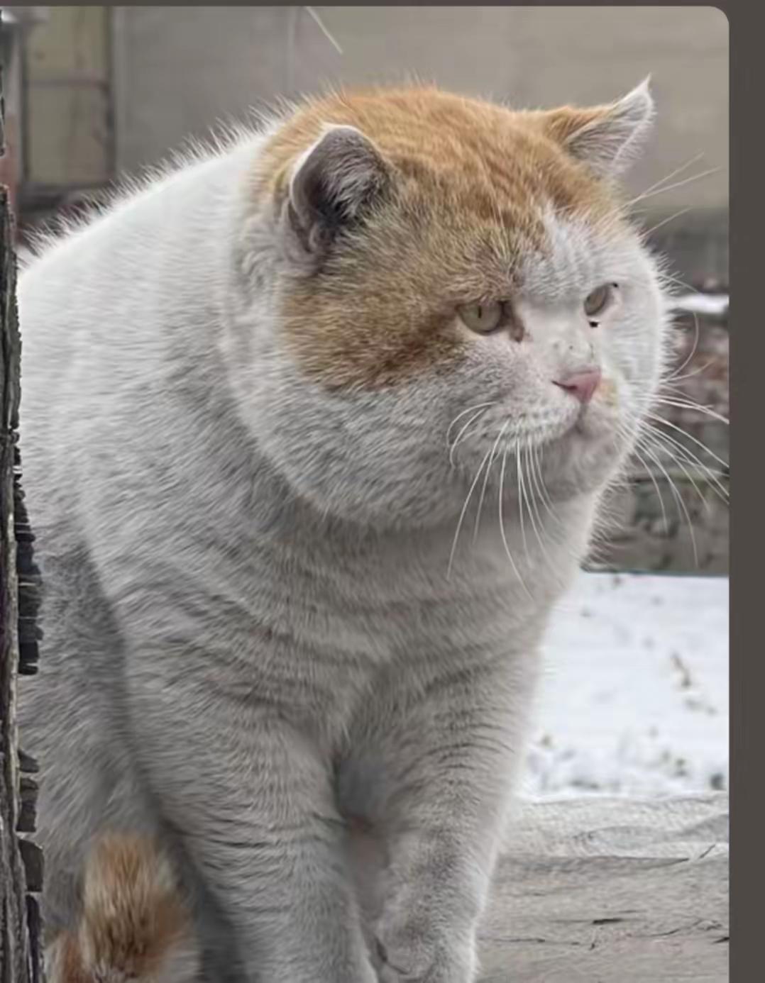 全网爆火的这只胖猫，真的治愈了无数正在低谷里内耗的人！
 
谁能想到，这只流浪小