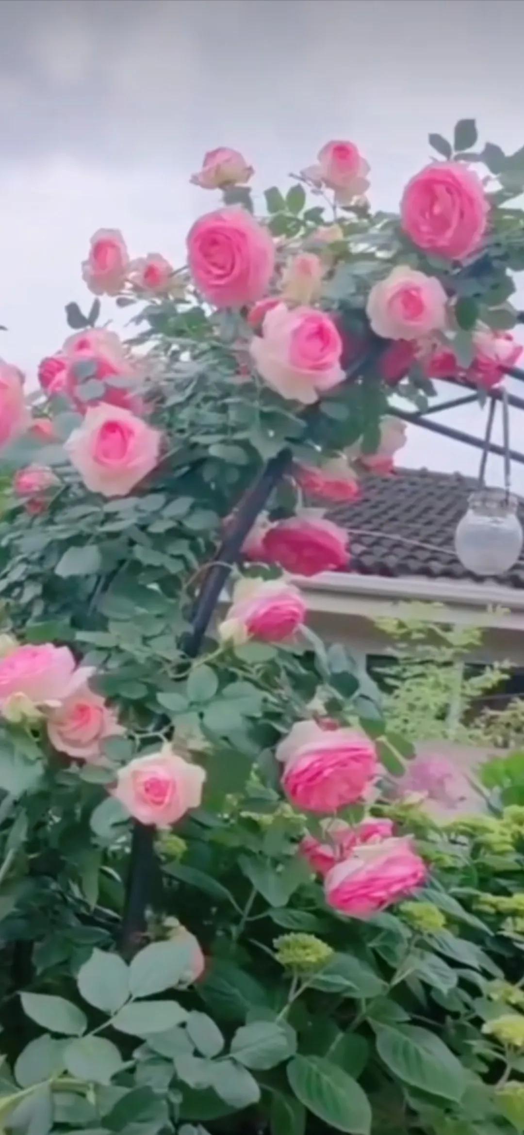 花草观察日记蔷薇