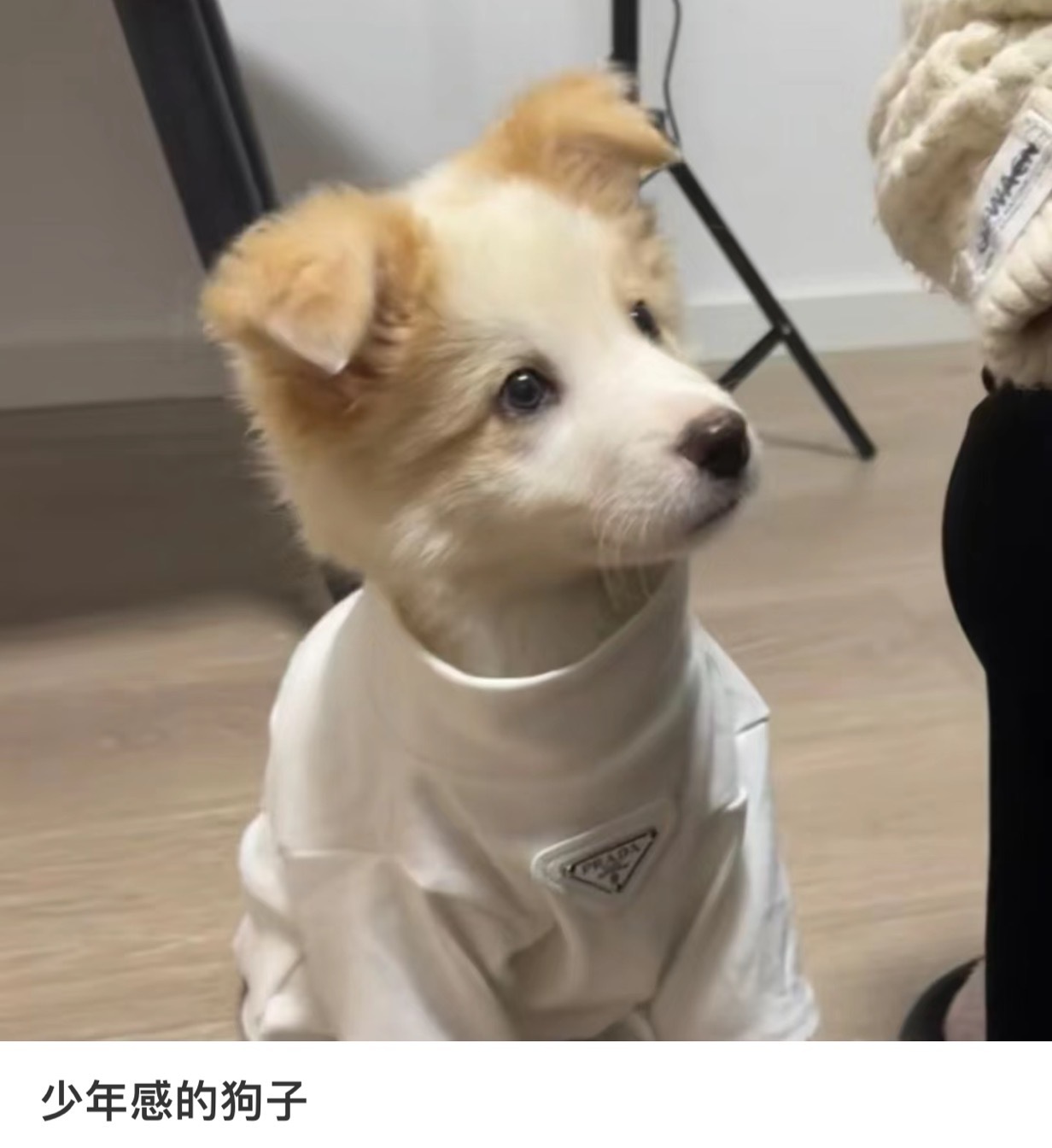 颇具少年感的狗子 ​​​