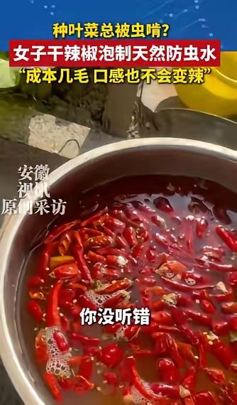 河北大姐被虫逼疯！随手倒杯“辣椒水”浇菜，奇迹发生了：专家直呼内行！

“人怎么