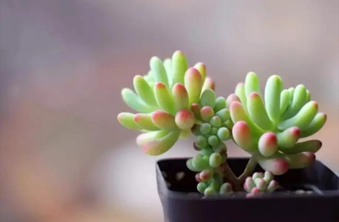 #你的植物安全过冬了吗#
我家楼顶的花花草草，植物
是可以安全安全过冬天的
因为