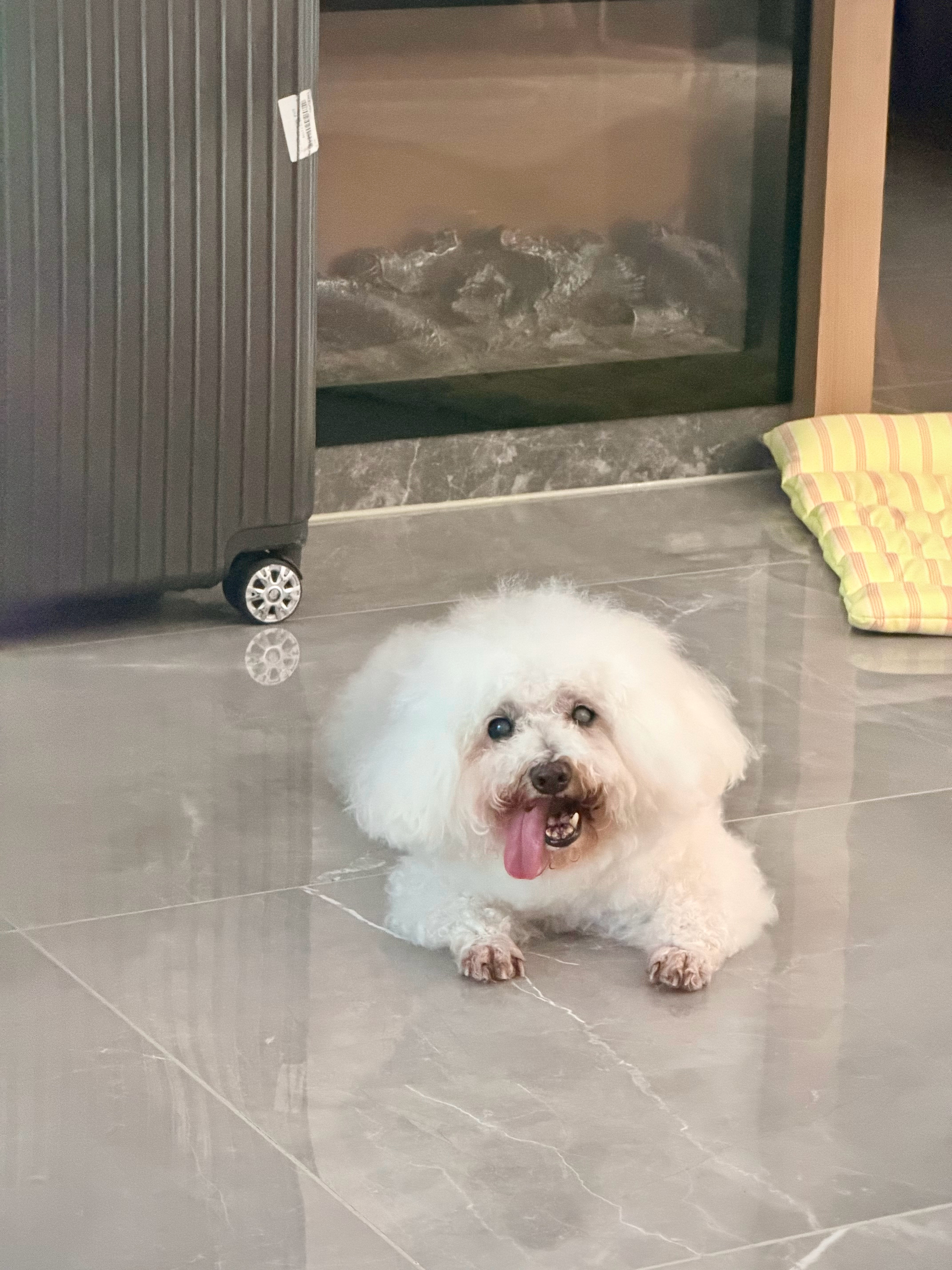 到家一分钟没耽搁，先给多奶奶洗澡🐶晚上要抱着腻歪一整晚(=̴̶̷̤̄ ₃ =̴