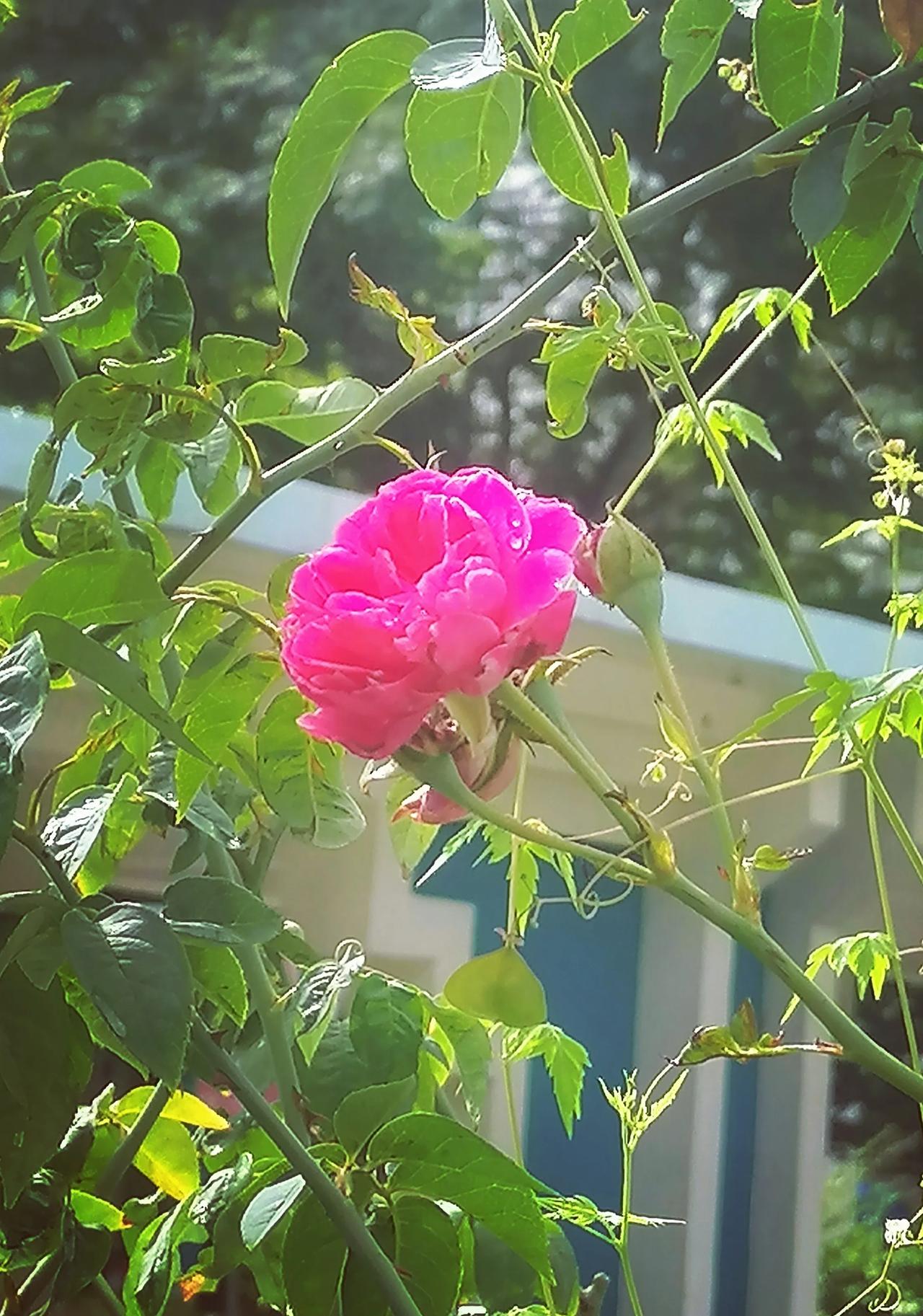 ◎
组屋空隙小园实拍题图
◎
一枝独秀——迟来的五绝
◎
惯看小园疲，倦心诗意离
