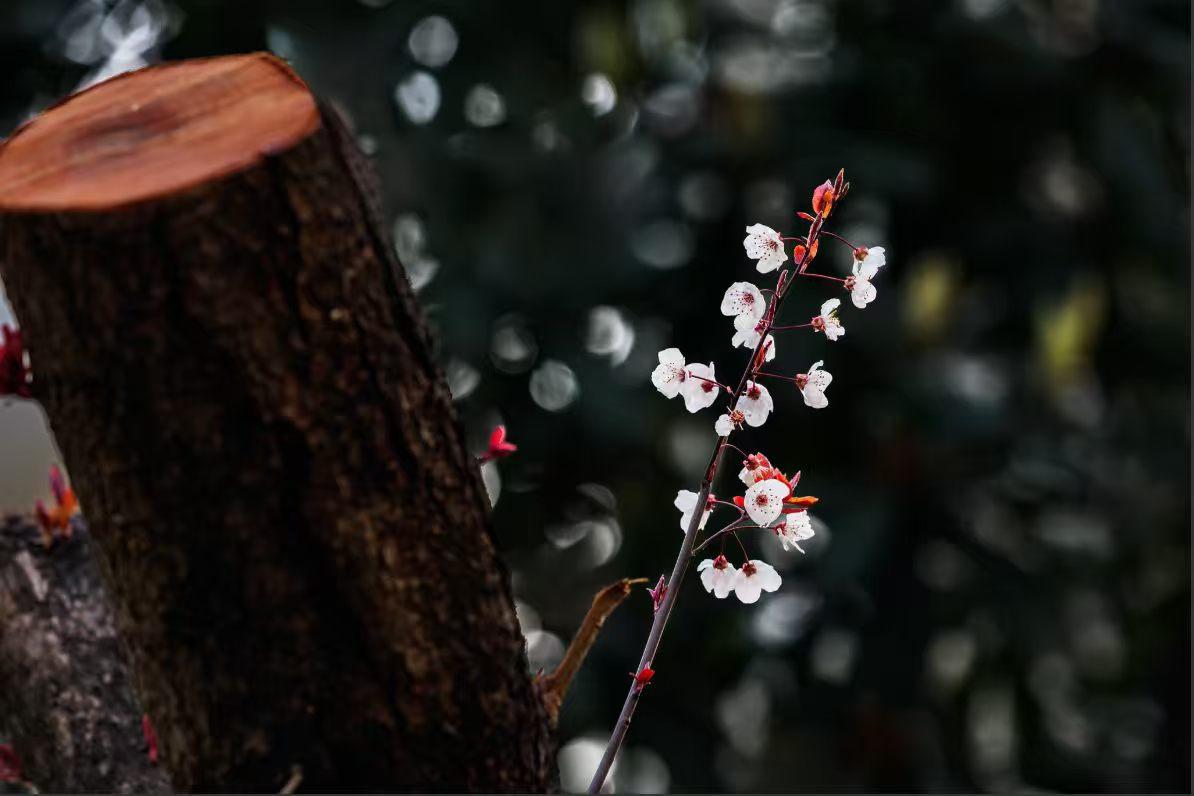 2. 纵使历尽风霜，依然向阳而生。那一簇洁白，是枯木对春天最深情的告白，诠释着生