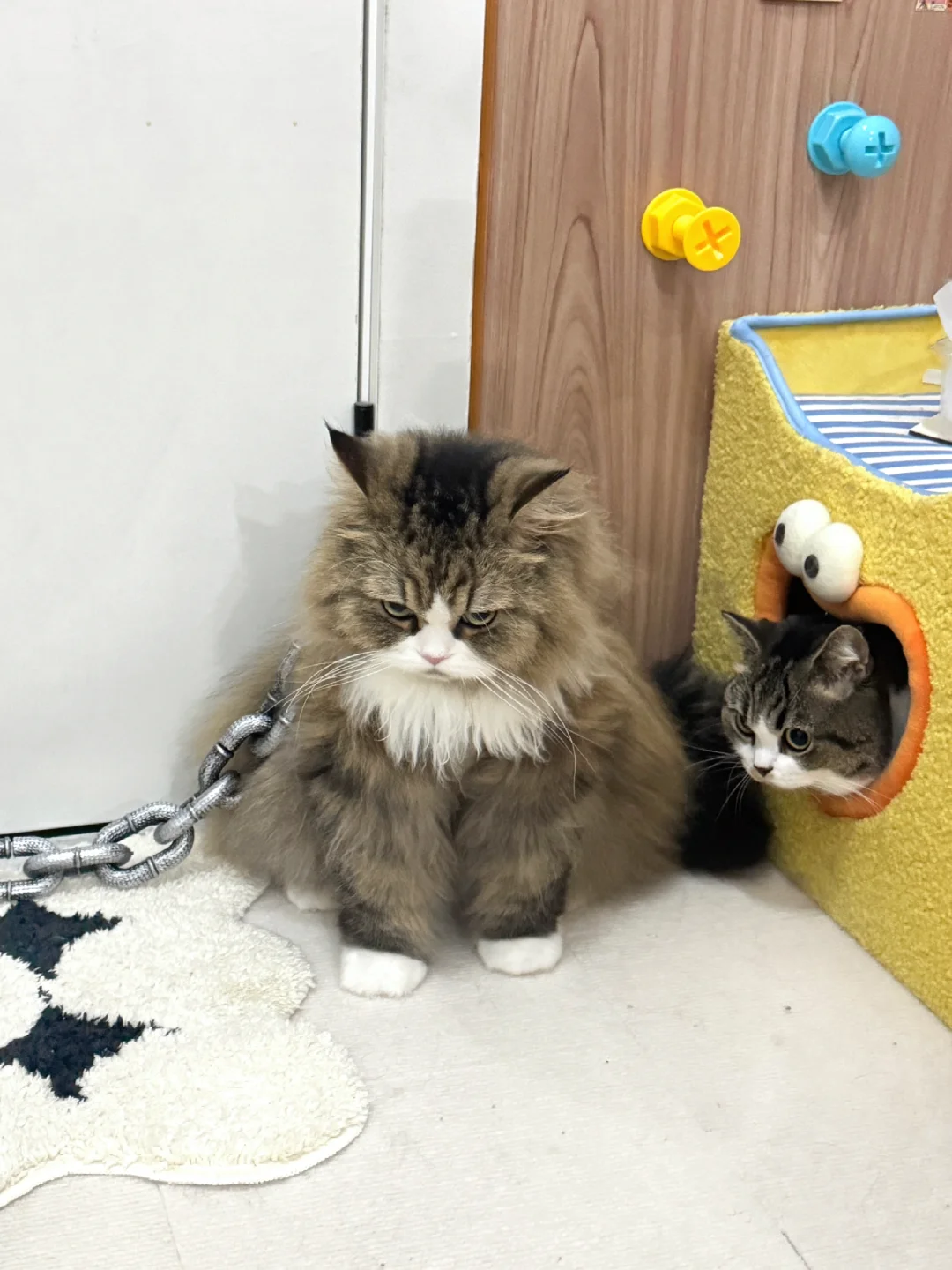一个人住害怕，养只凶兽镇宅