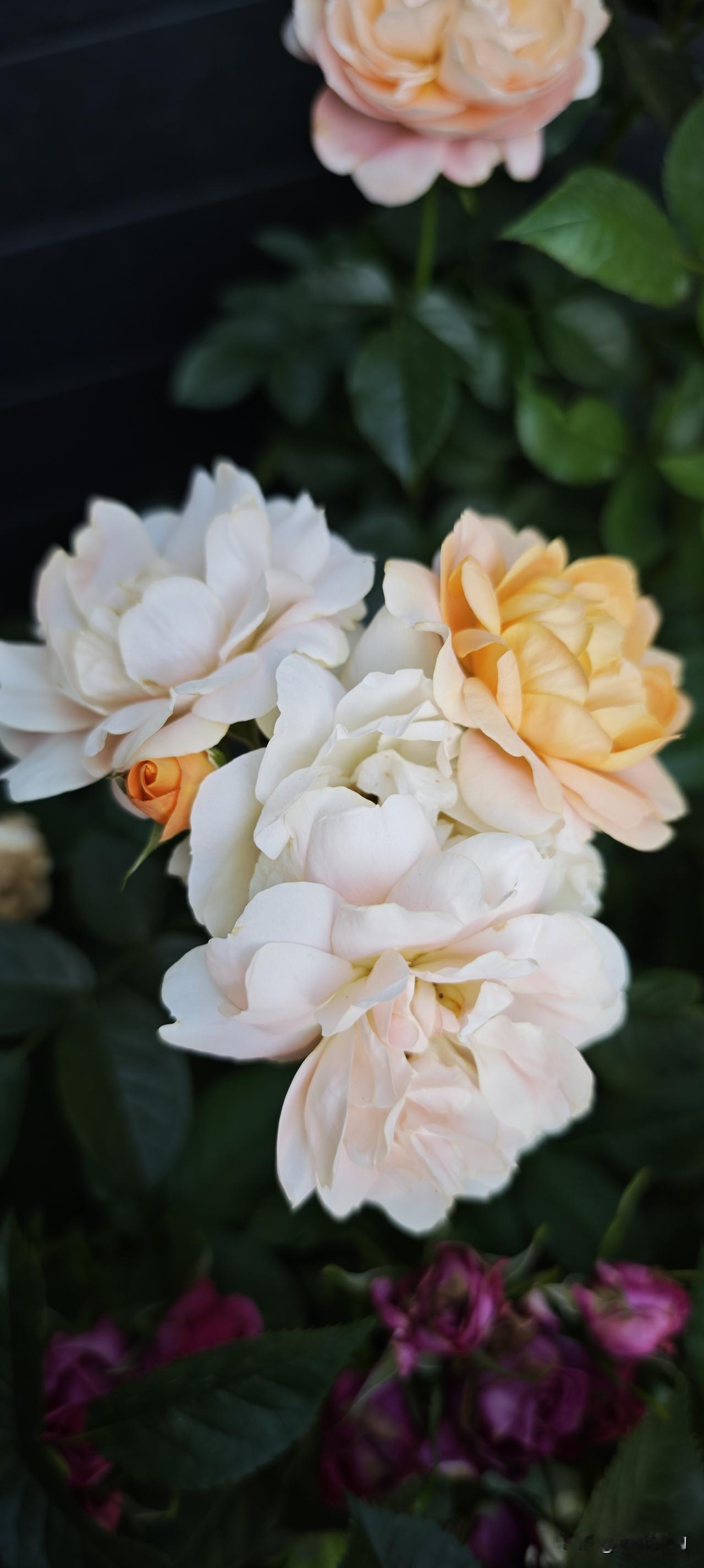 人养花一时，花养人一世。谁和我PK月季花？[比心]