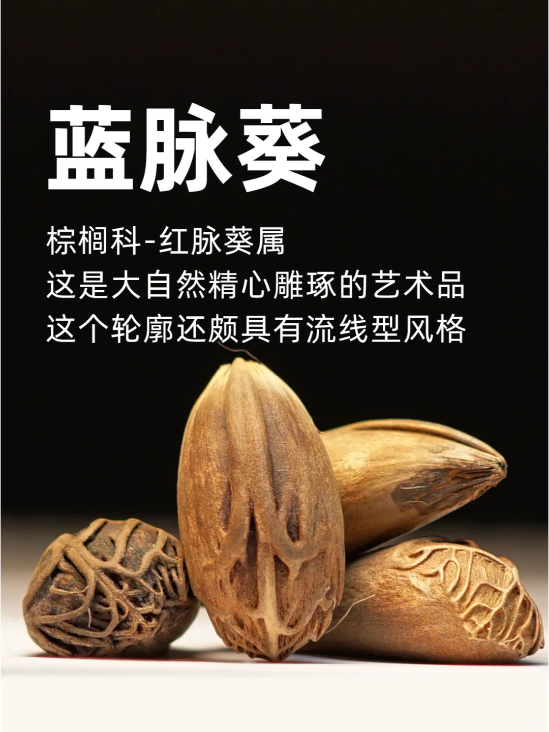 蓝脉葵，这是大自然精心雕琢的艺术品～