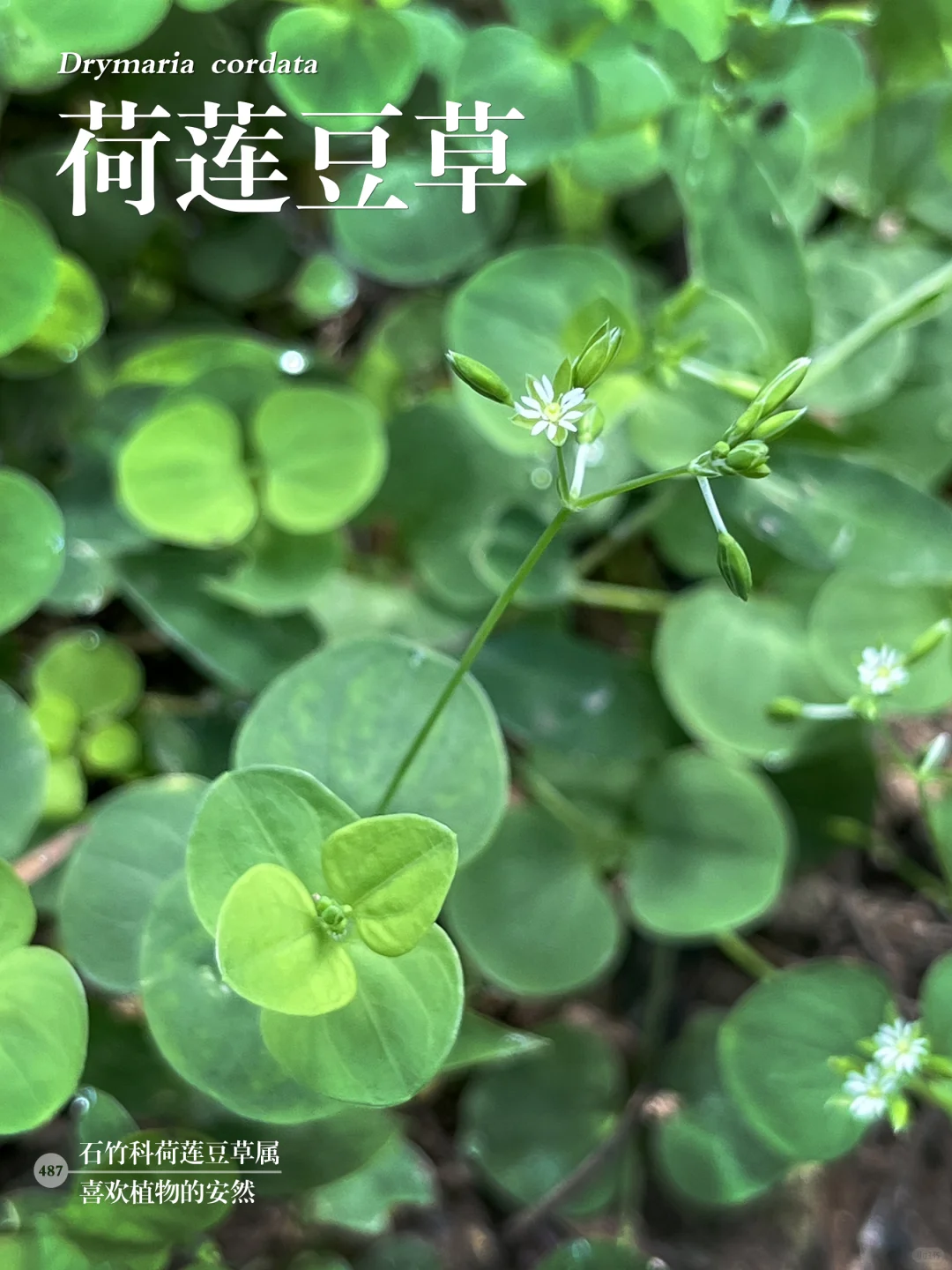 福州植物打标487｜荷莲豆草