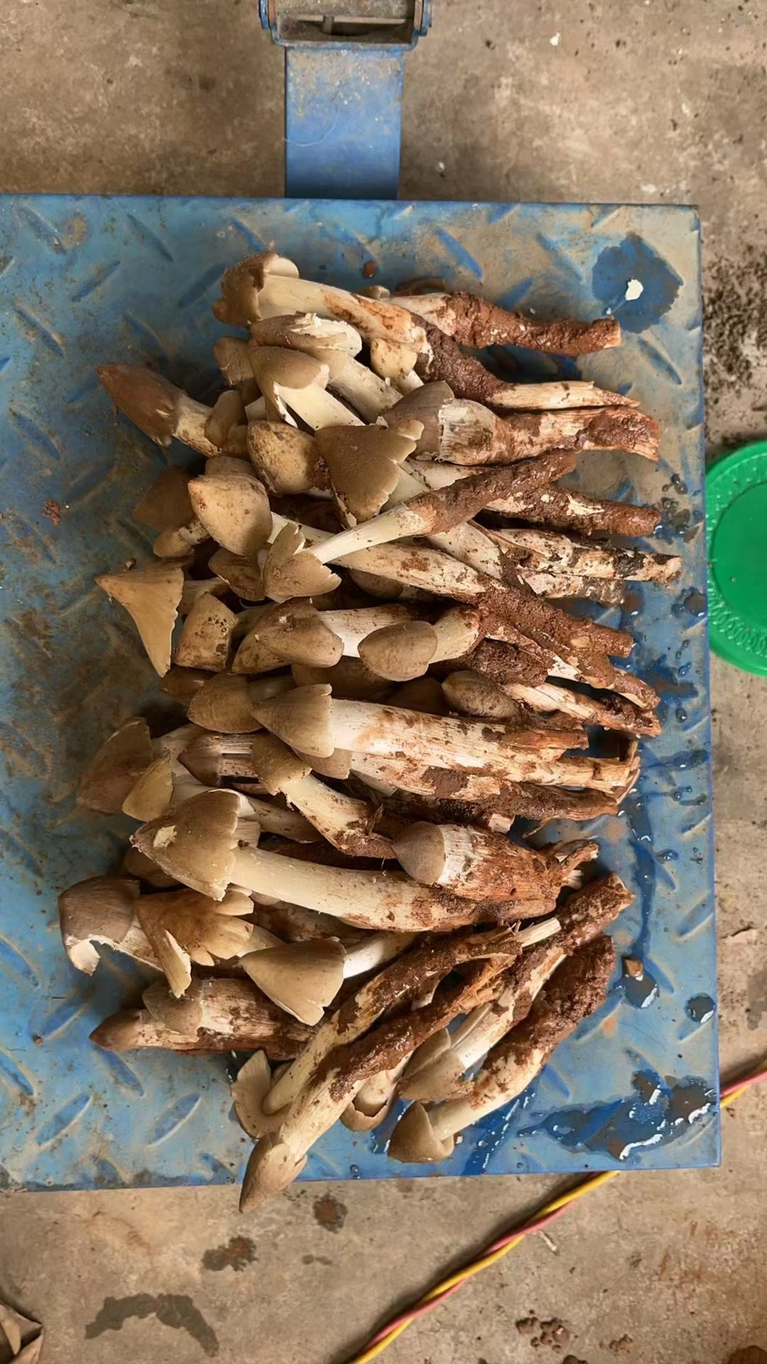 红伞伞，白杆杆，吃了就要躺板板……吃了再说 