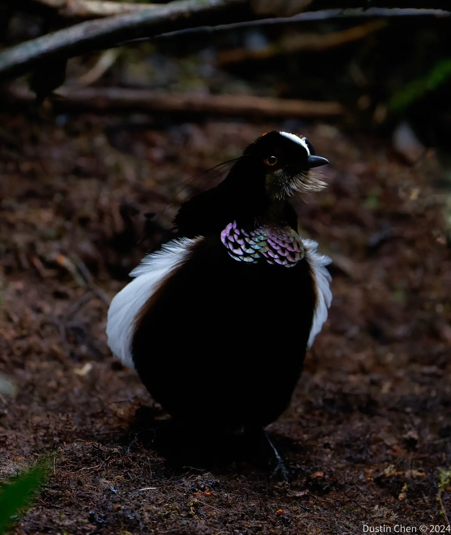 青铜六线风鸟 （英文名：Bronze Parotia，学名：Parot...