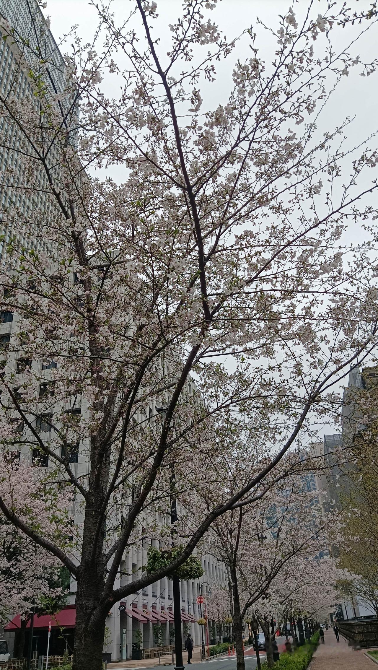 我要上热门 柳枝街道 街道的树 城市里的樱花树