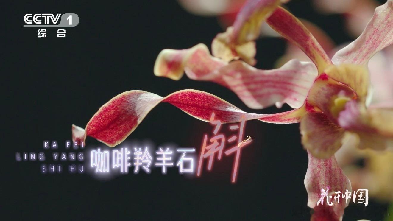 这种花的名字又好喝又可爱会扭腰的花太俏皮了 咖啡羚羊石斛成园艺新宠，扭腰花瓣俏皮