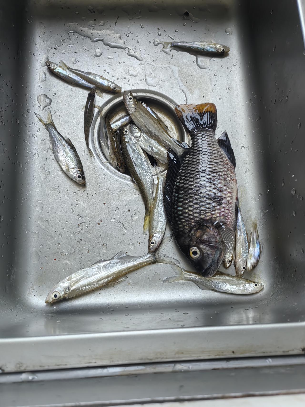 耳闻目睹，有感而发！
今天（星期六）去钓鱼，上午11点多相邻钓位一对90后的年轻