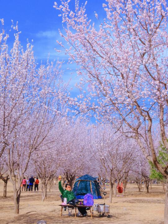 免费❗️车可到河边超大桃花林露营🏕️附地图