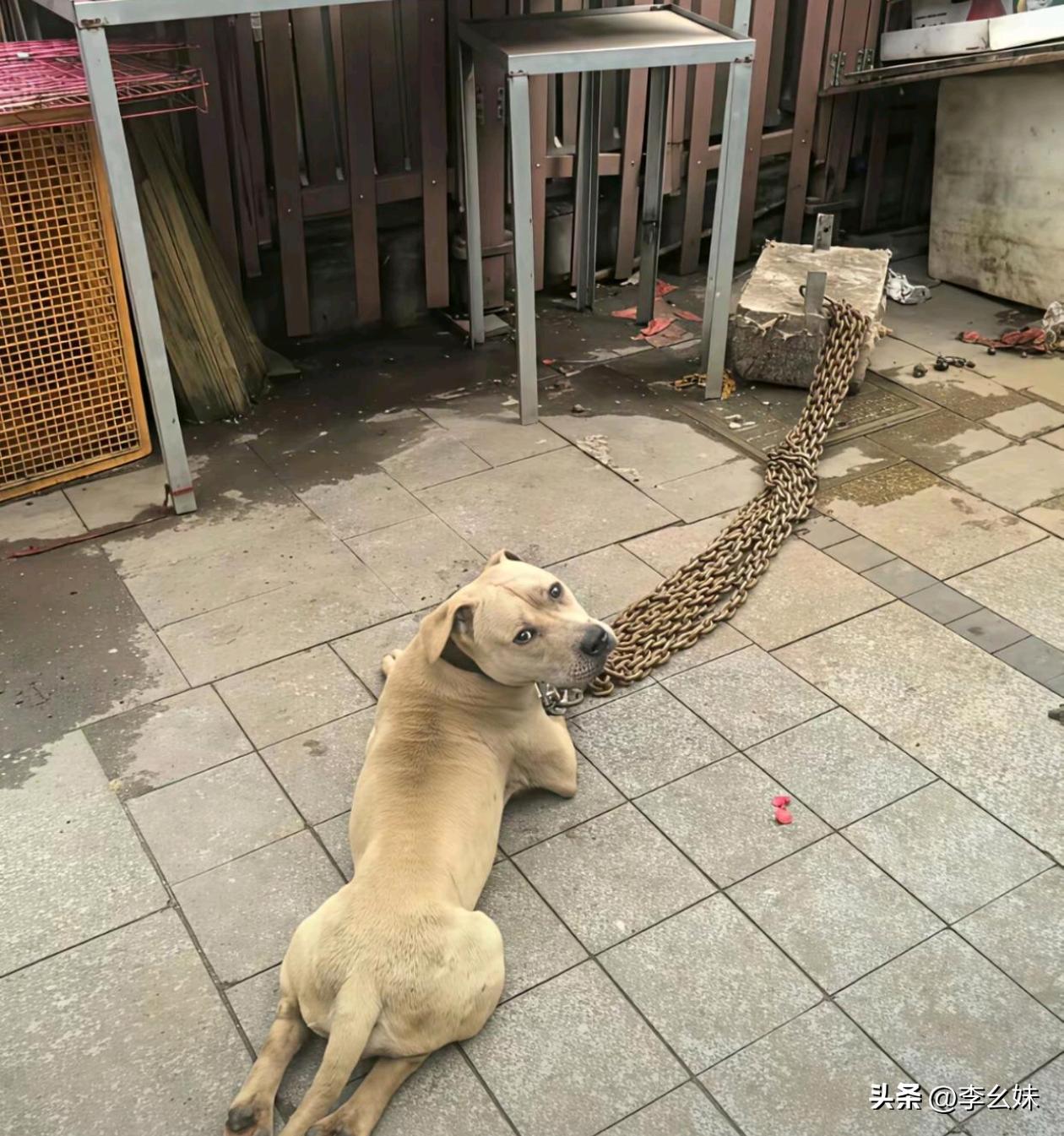 估计狗子把全村的鸡都咬了