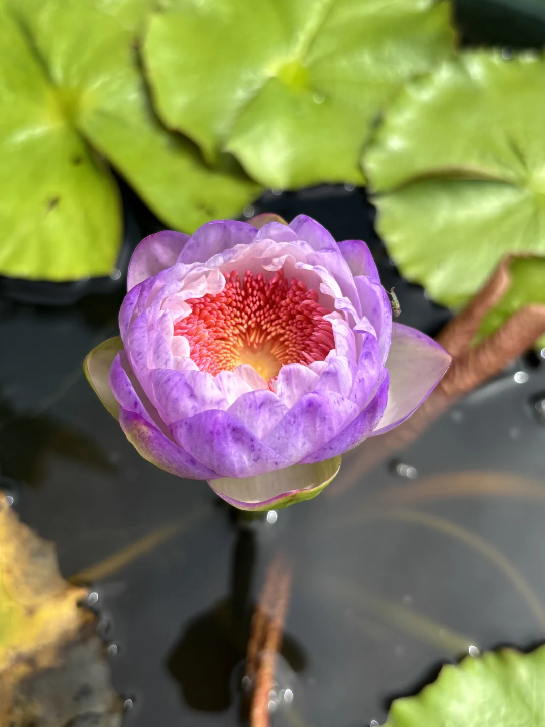 给我种的花花来一组肖像照 澳洲睡莲