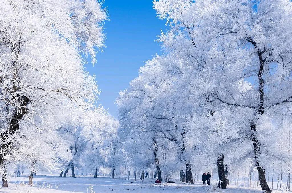 雪后的松花江畔，成片的雾凇在阳光照耀下，银装素裹，奇幻曼妙，北国风光无限妖娆，这