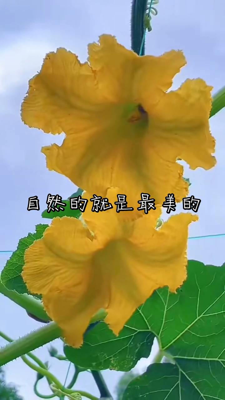 自然的就是最美的。