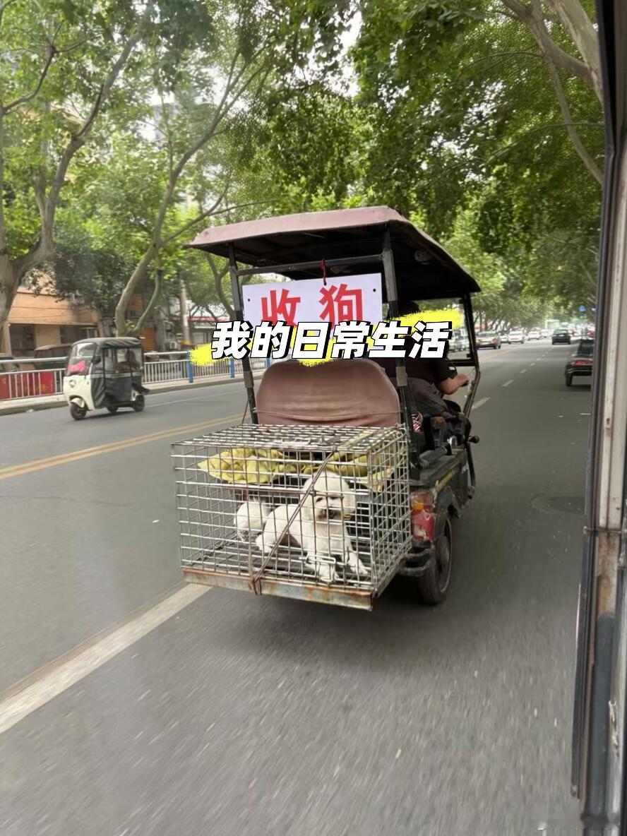 -这是谁家的比熊丢了，上狗肉车了！！ 