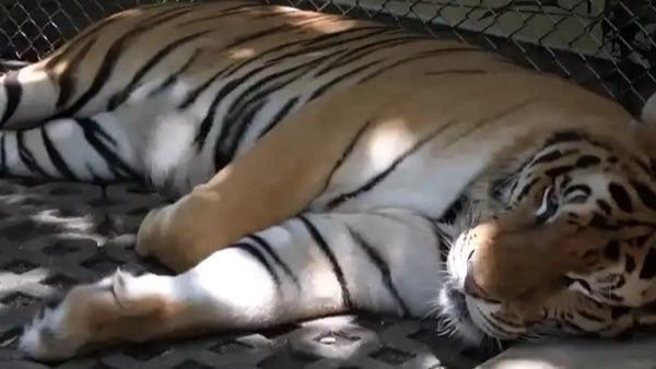 一下子死了72只老虎？
泰国农业与合作社部畜牧司2月21日通报清迈老虎集体死亡事