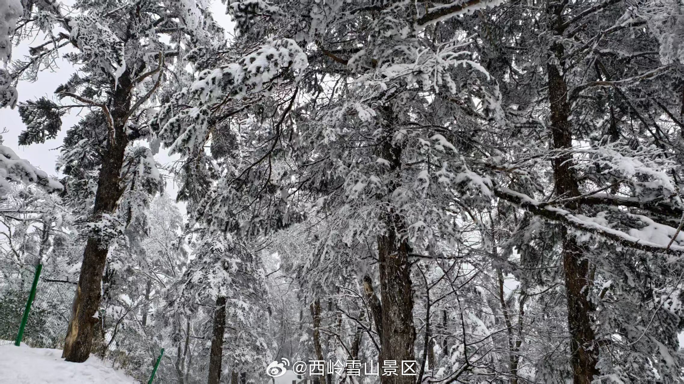 冬日静谧，雪地中的一缕清梦🌨️❄️#冬日雪景# ​​​