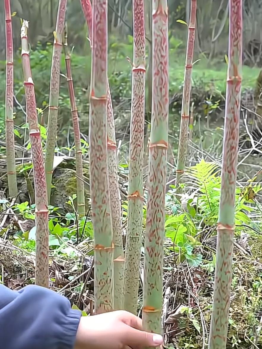 《七律～闷雨也留情》

闷雨时分始觉来，
佳人苦恨别心开；
空林日照方知尽，
上