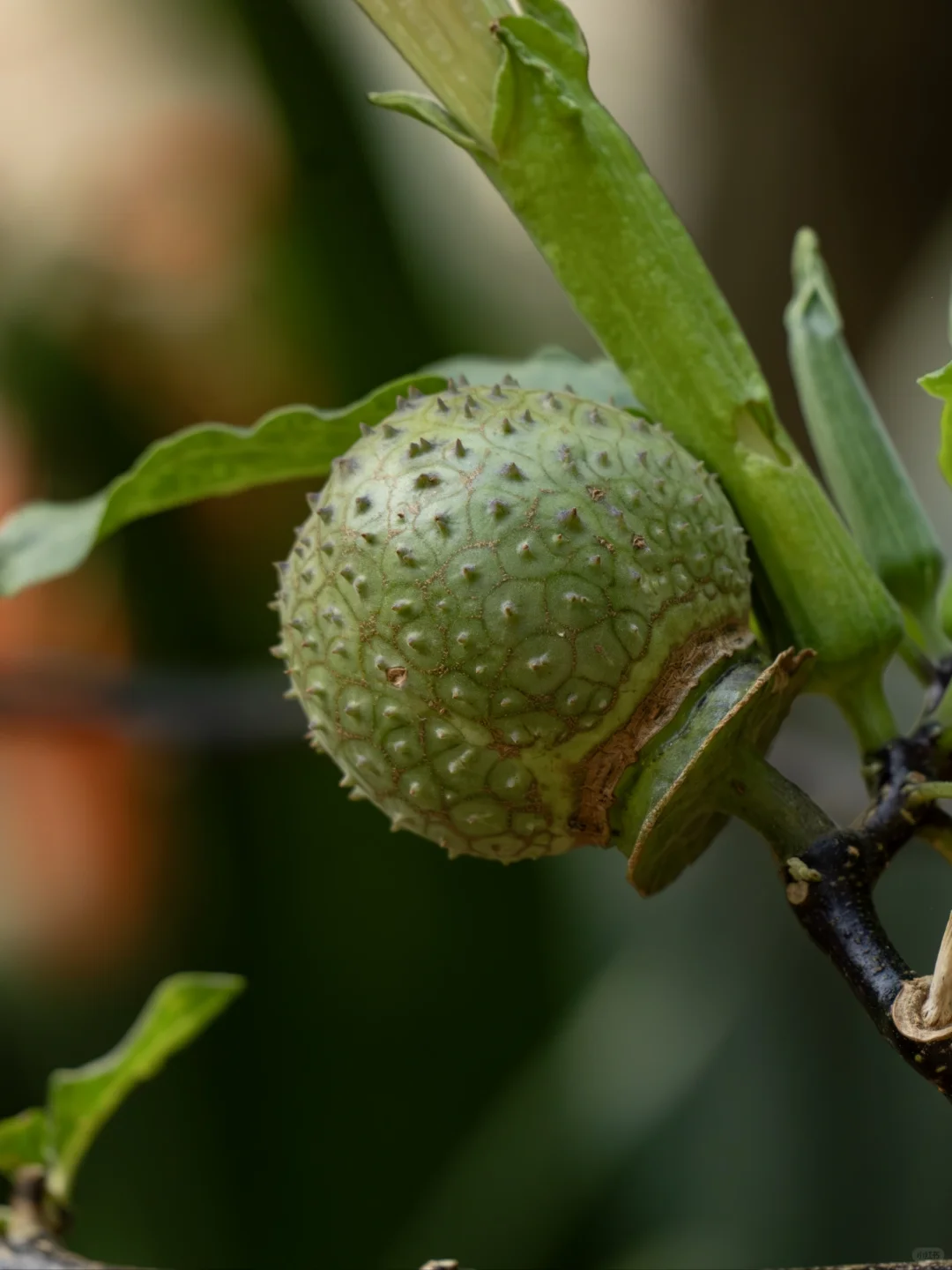 植物笔记475｜左滑看曼陀罗结果