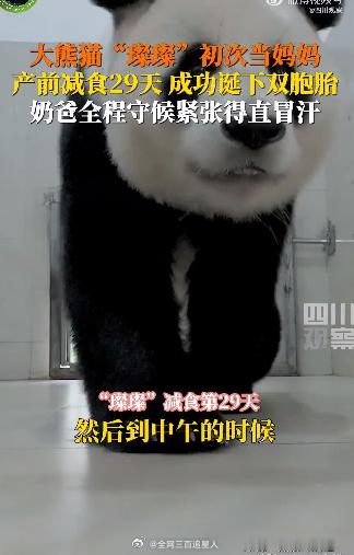 璨璨产崽奶爸紧张到直冒汗   看到奶爸这么紧张真的能看出来他是真的爱护璨璨，有这