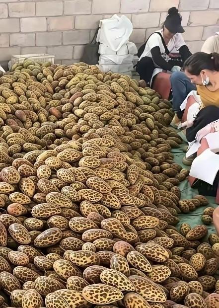 你敢信？广西一个郊外仓库里，

密密麻麻铺满了这种“豹纹”果子，

堆得跟小山似